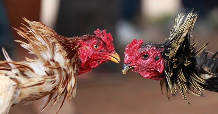 Ilustrasi judi sabung ayam. (Reuters)