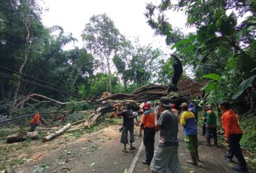 Proses evakuasi pohon tumbang di jalur alternatif Trawas-Ngoro, Mojokerto.(dok. BPBD Kabupaten Mojokerto for blok-a.com)