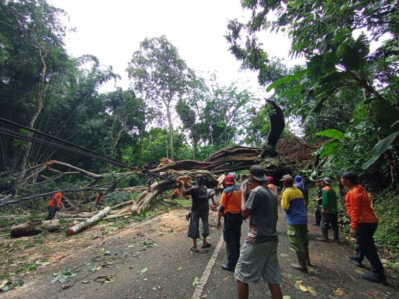 Proses evakuasi pohon tumbang di jalur alternatif Trawas-Ngoro, Mojokerto.(dok. BPBD Kabupaten Mojokerto for blok-a.com)