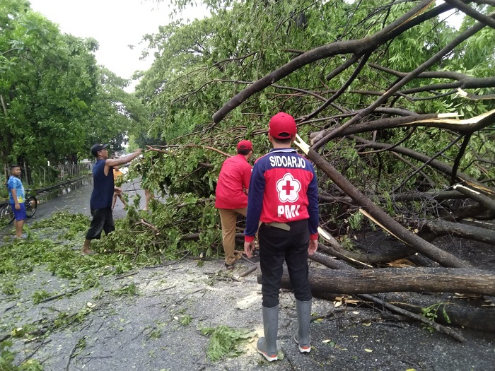 dok. Petugas BPBD, Sat Pol PP dan anggota PMI Sidoarjo, saat membersihkan pohon tumbang pasca hujan es yang disertai angin puting beliung.
