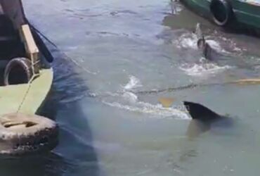 Hiu Sepanjang 3 Meter dengan berat 30 kg terseret ombak ke pinggir pantai Blandongan Gresik.(blok-a.com/ivan)