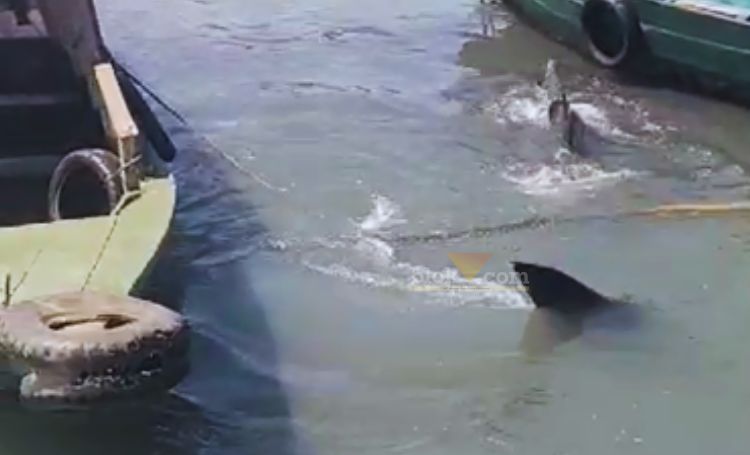 Hiu Sepanjang 3 Meter dengan berat 30 kg terseret ombak ke pinggir pantai Blandongan Gresik.(blok-a.com/ivan)