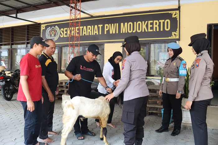 Pemberian hewan kurban oleh Polwan Polres Mojokerto Kota ke kantor PWI Mojokerto.(Dokumen Polres)
