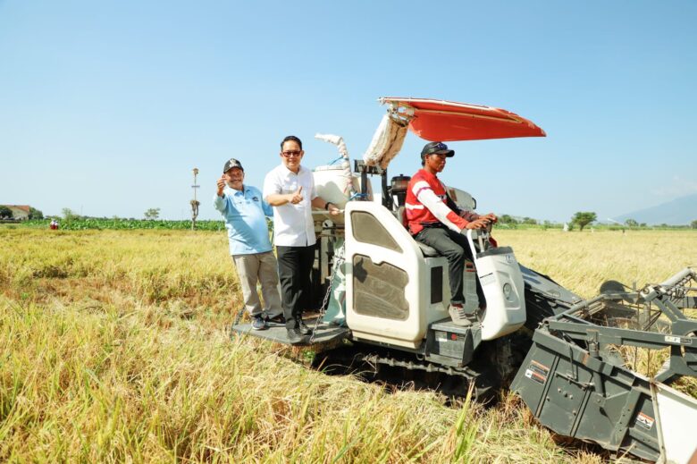 panen raya padi varietas BK Situbondo 01 Agritan di Lahan Kelompok Tani Kuncup, Desa Demung, Kecamatan Besuki, Kabupaten Situbondo.