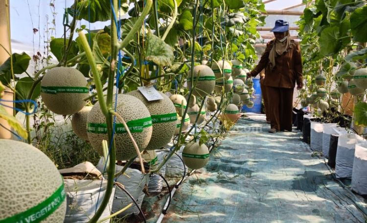 Buah melon hasil budidaya hidroponik Pemdes Samirplapan, Duduksampeyan, Gresik siap panen. (blok-a.com/ivan)