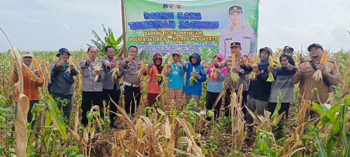 Kapolsek Jatirejo AKP Agus Setiawan melaksanakan panen jagung secara simbolik.(blok-a.com/Syahrul Wijaya)