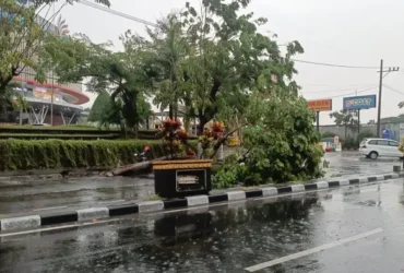 Pohon Kesono yang tumbang menutup jalan Benteng Pancasila, depan Sunrise Mall.(blok-a.com/Syahrul Wijaya)