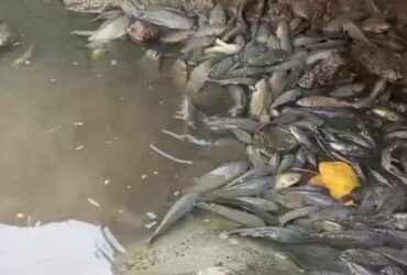 Ikan-ikan di Sungai Afvour Desa Waruberon, Kecamatan Balongbendo, Sidoarjo ditemukan mati mendadak.