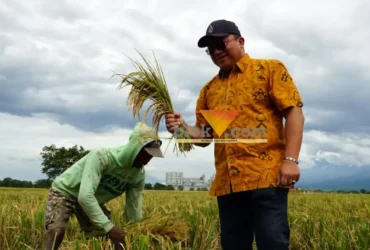 Pemimpin Wilayah Perum Bulog Kanwil Jawa Timur, Langgeng Wisnu Adinugroho saat melihat langsung proses panen padi (blok-a.com/Syahrul Wijaya)
