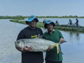 Ikan bandeng seberat 19 kilogram asal Desa Pangkahwetan, Kecamatan Ujungpangkah, menjadi juara 1 dalam kontes Bandeng Kawak 2026.(Ist)