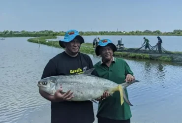 Ikan bandeng seberat 19 kilogram asal Desa Pangkahwetan, Kecamatan Ujungpangkah, menjadi juara 1 dalam kontes Bandeng Kawak 2026.(Ist)